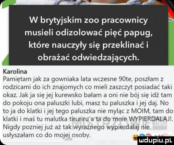 w brytyjskim zoo pracownicy musieli odizolować pięć papug które nauczyły się przeklinać i obrażać odwiedzających. karolina pamietamjak za gowniaka lata wczesne   te poszlam z rodzicami do ich znajomych co mieli zaszczyt posiadać taki okaz. jakla sięjej kurewsko balam a oni nie bój się idż tam do pokoju ona paluszki lubi masztu paluszka ijej daj. no toja do klatki ijej tego paluszka nie mylą z moim tam do klatkl i maś tu malutka tiruriru ata do mnie wypierdalajl nigdy pozniej juz aż tak wyraźnego wypierdalaj nie uslyszalam co do mojej osobv. abakankami. l m