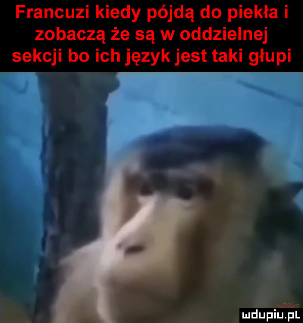 francuzi kiedy pójdą do piekła i zobaczą że są w oddzielnej sekcji bo ich język jest taki głupi