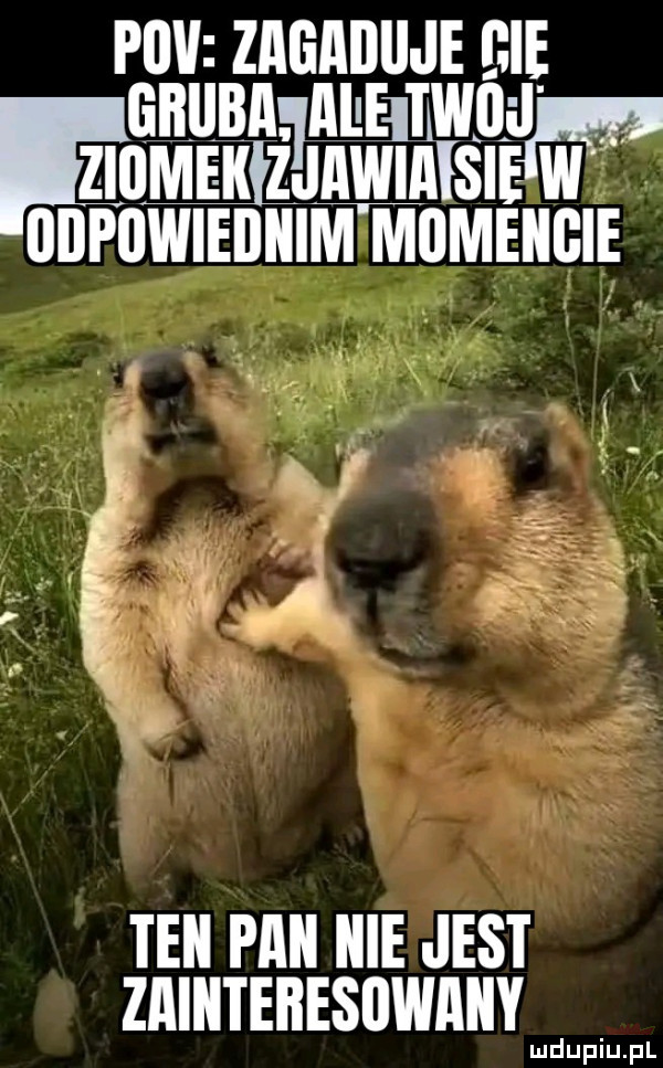 n uszi i ł icie   i ziomeii leiileiiiśiew odpijwieijiiim mﬂmellgie teki pinii icie jest zainteresowany