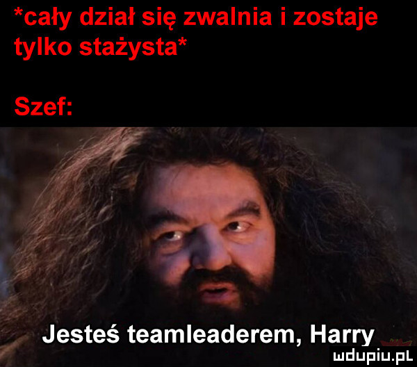 cały dział się zwalnia i zostaje tylko stażysta szef f ata i     jesteś teamleaderem harry