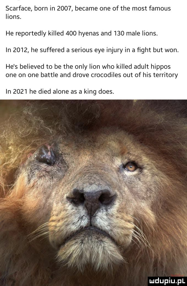 scarface barn in      became one of tee most famous lions. he reportedly killed     hyenas and     male irons. in      he suffered a serious eee injury in a ﬁght but won. he s believed to be tee orly lion who killed adult hippis one on one bajtle and drive crocodiles out of his territory in      he dred alone as a king dres