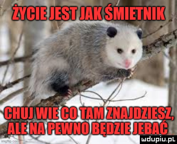 Obrazek