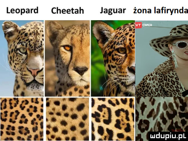 leopard cheetah jaguar żona iafirynd