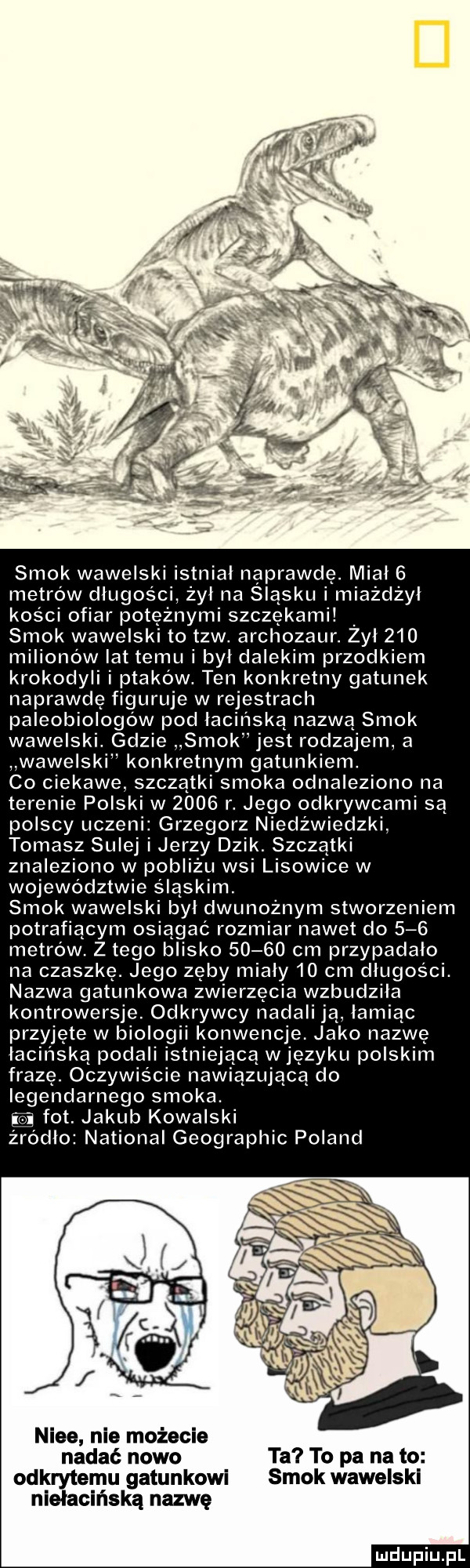 smok wawelski istniał naprawdę. miał   metrów długości żył na sląsku i miażdżył kości ofiar potężnymi szczękami smok wawelski to tlw. archozaur. zeł     milionów lat temu i był dalekim przodkiem krokodyli i ptaków. ten konkretny gatunek naprawdę figuruje w rejestrach paleobiologów pod łacińską nazwa smok wawelski. gdzie smok jest rodzajem a wawelski konkretnym gatunkiem. co ciekawe. szczątki smoka odnaleziono na terenie polski w      r. jego odkrywcami sa polscy uczeni grzegorz niedźwiedzki tomasz sulej i jerzy dzik. szczątki znaleziono w pobliżu wsi lisowice w województwie śląskim. smok wawelski był dwunożnym stworzeniem potrafiącym osiągać rozmiar nawet do     metrów. z tego blisko       cm przypadało na czaszkę. jego zęby mialy    cm długości. nazwa gatunkowa zwierzęcia wzbudziła kontrowersje. odkrywcy nadali ja łamiąc przyjęte w biologii konwencje. jako nazwe łacińska pod i istniejąca wjęzyku polskim frazę. oczywiście nawiązującą do legendarnego smoka. fot. jakub kowalski zrodlo national geographic poland nice nie możecie nadać nowo ta to pa nato odkrytemu gatunkowi smok wawelski niełacińską nazwę