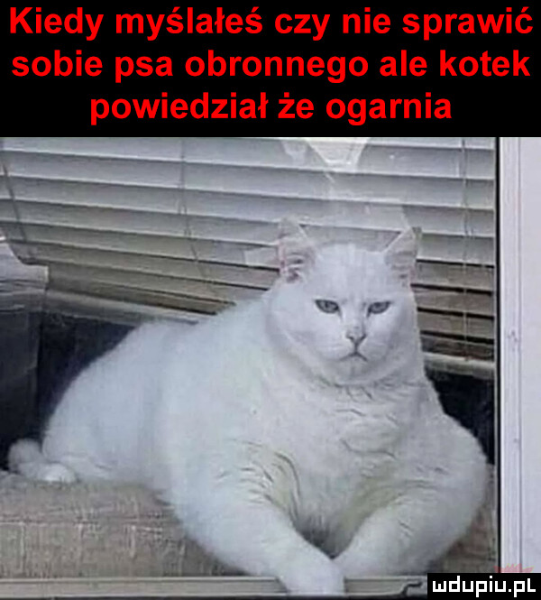 kiedy myślałeś czy nie sprawić sobie psa obronnego ale kotek powiedział że ogarnia