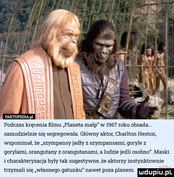 podczas kręcenia filmu planeta malp w      roku obsada. samodzielnie się segregowala. główny aktor charlton heston wspominał że szympansy jadły z szympansami goryle z gorylami orangutany z orangutanami a ludzie jedli osobno. maski i charakteryzacja byly tak sugestywne że aktorzy instynktownie trzymali się wlasnego gatunku nawet poza planem. ludupiu fl