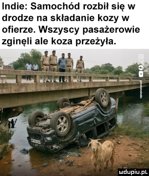 indie samochód rozbił się w drodze na składanie kozy w ofierze. wszyscy pasażerowie zginęli ale koza przeżyła