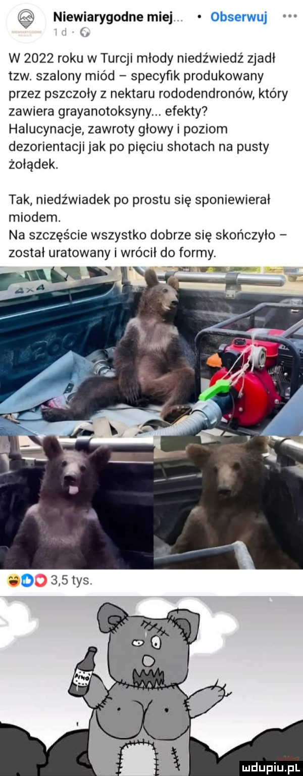 niewiarygodnemiej. r w      roku w turcji młody niedzwiedz zjadł tlw. szalony miod specyfik produkowany przez pszczoły z nektaru rododendronów który zawiera grayanotoksyny. efekty halucynacje zawroty głowy i poziom dezorientacji jak po pięciu shotach na pusty żołądek. tak niedźwiadek po prestu się sponiewierał miodem. na szczęście wszystko dobrze się skończyło został uratowany i wrócił do formy