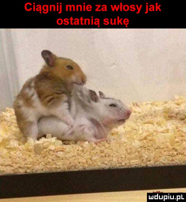 ciągnij mnie za włosy jak ostatnią sukę