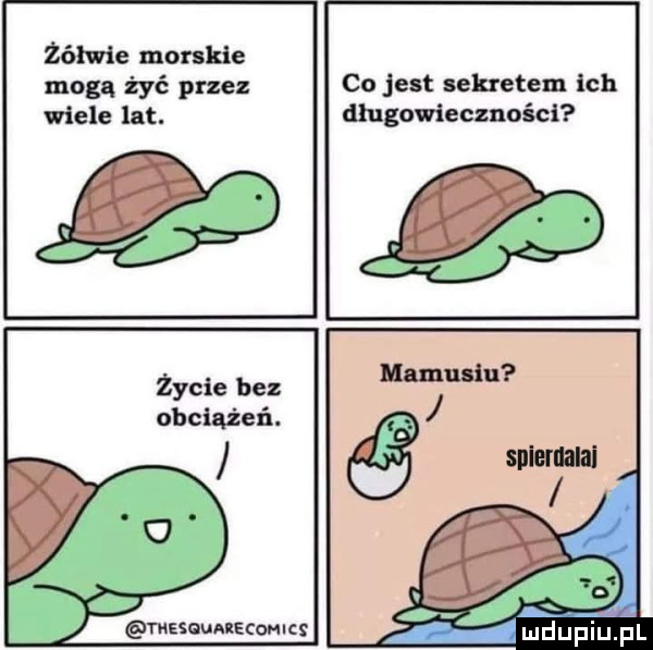 żółwie morskie mogą żyć przez co jest sekretem ich wiele lat. długowieczności życie bez obciążeń. misaunecon c