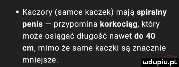 kaczory samce kaczek mają spiralny penis przypomina korkociąg który może osiągać długość nawet do    cm mimo że same kaczki są znacznie mniejsze