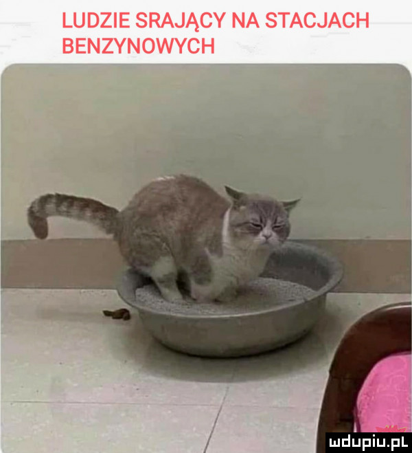 ludzie srający na stacjach benzynowych mdńpiupl
