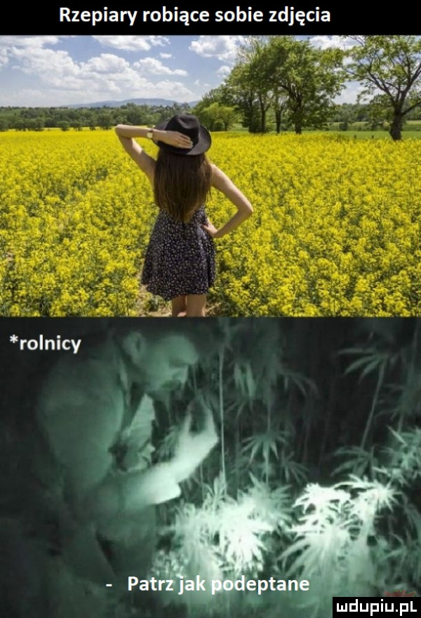 rzepiary robiące sobie zdjęcia ś    rolnicy luciupiupl