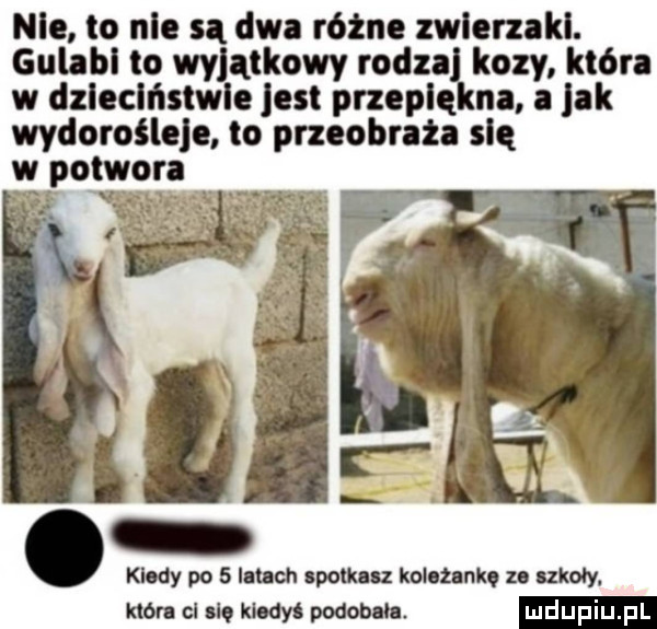 nie to nie są dwa różne zwlernkl. guhbl to wyjątkowy rodu kozy która w dzleclństwle jest przeplqkna a jak wydorośleje to przeobraża się w potwora klony po   lunch spotkasz koła hao z szkoły. któr cl icq kw podobam