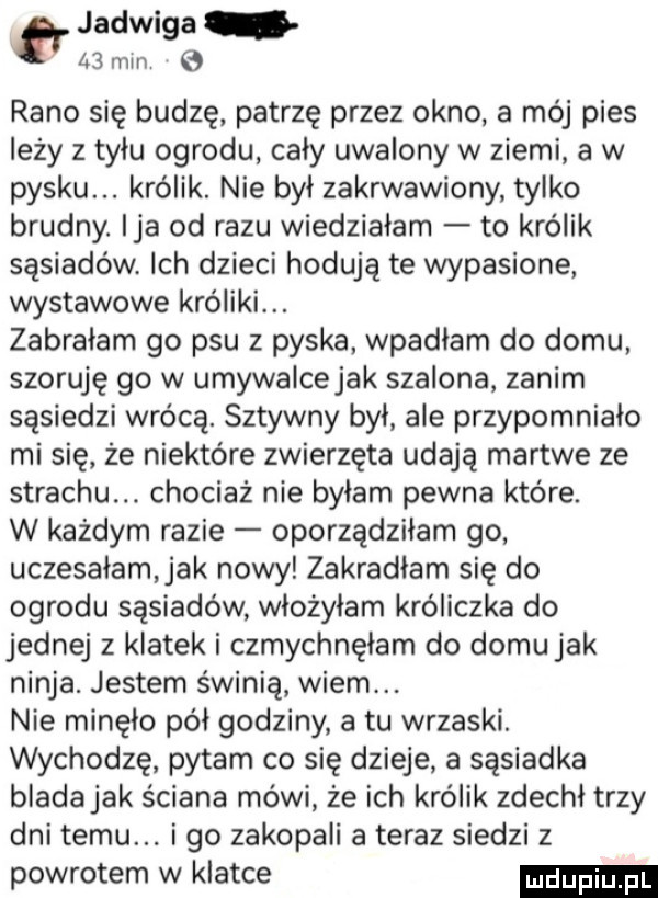 jadwiga    min rano się budzę patrzę przez okno a mój pies leży z tyłu ogrodu cały uwalony w ziemi a w pysku. królik. nie był zakrwawiony tylko brudny. ica od razu wiedziałam to królik sąsiadów. ich dzieci hodują te wypasione wystawowe króliki. zabrałam go psu z pyska wpadłam do domu szoruję go w umywalcejak szalona zanim sąsiedzi wrócą. sztywny był ale przypomniało mi się że niektóre zwierzęta udają martwe ze strachu. chociaż nie byłam pewna które. w każdym razie oporządziłam go uczesałam jak nowy zakradłam się do ogrodu sąsiadów włożyłam króliczka do jednej z klatek i czmychnęłam do domujak ninja. jestem świnię wiem. nie minęło pół godziny a tu wrzaski. wychodzę pytam co się dzieje a sąsiadka blada jak ściana mówi że ich królik zdechł trzy dni temu. igo zakopali ateraz siedzi z powrotem w klatce