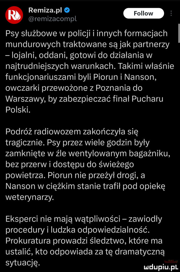 remiza p   remizacompl psy służbowe w policji i innych formacjach mundurowych traktowane sojak partnerzy lojalni oddani gotowi do działania w najtrudniejszych warunkach. takimi właśnie funkcjonariuszami byli piorun i nansen owczarki przewożone z poznania do warszawy by zabezpieczać final pucharu polski. podróż radiowozem zakończyła się tragicznie. psy przez wiele godzin byly zamknięte w źle wentylowanym bagażniku bez przerw i dostępu do świeżego powietrza. piorun nie przeżył drogi a nansen w ciężkim stanie trafil pod opiekę weterynarzy. eksperci nie mają wątpliwości zawiodły proceduryi ludzka odpowiedzialność. prokuratura prowadzi śledztwo które ma ustalić kto odpowiada za tę dramatyczną sytuację