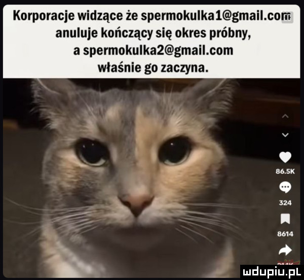 korporacje widzące że spermokulka   gmail com anuluje kończący się okres próbny a spermokulka  gmail com właśnie go zaczyna. q          l. r dumna