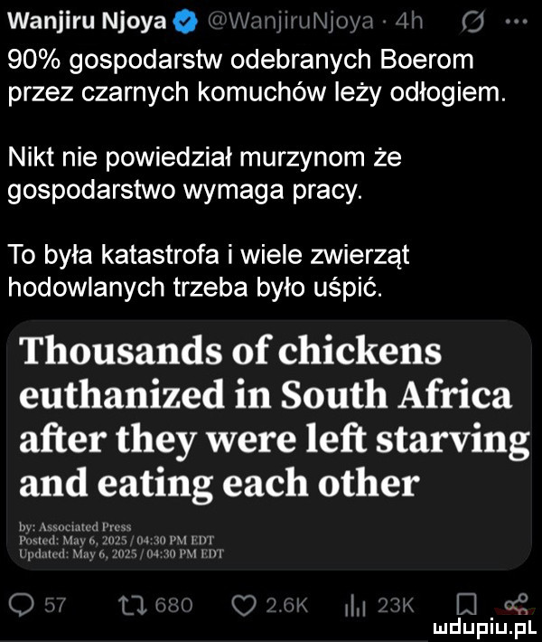 wanjirunjoyao um iw      gospodarstw odebranych bobrom przez czarnych komuchów leży odłogiem. nikt nie powiedział murzynom że gospodarstwo wymaga pracy. to była katastrofa i wiele zwierząt hodowlanych trzeba było uśpić. thousands of chickens euthanized in south africa after they were lift starking and eating each ocher wu i m uwmm c u u iii i myśl mduplu pl