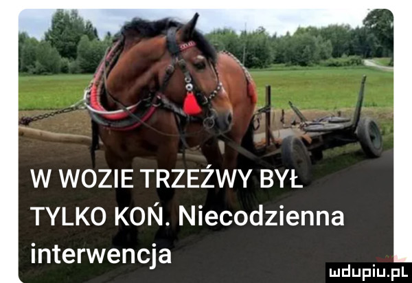 w wozie trzeźwy był tylko kon. niecodzienna interwencja