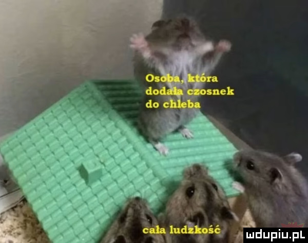 Obrazek