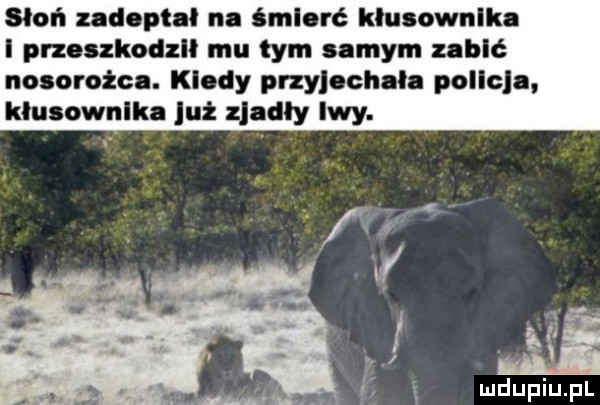 słoń zadoptal na more klusownlka i przoszkodzll mu tym samym zabić nosorożca. klody przylochnla pollcln kłusownika jut zjadły lwy. ri