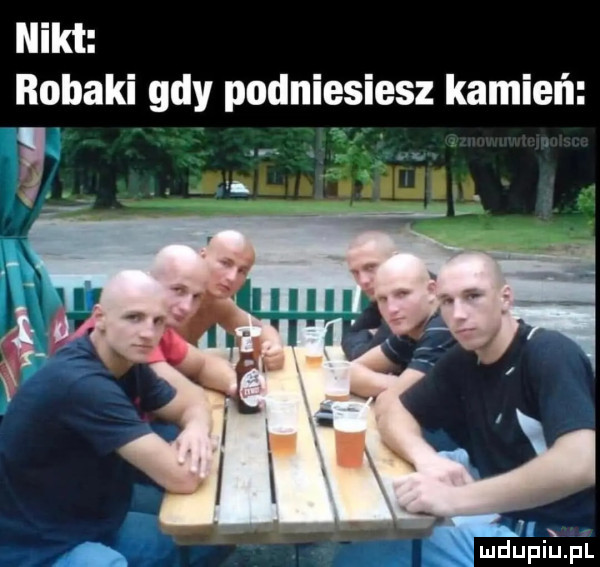 nikt robaki gdy podniesiesz kamień ludupi u pl
