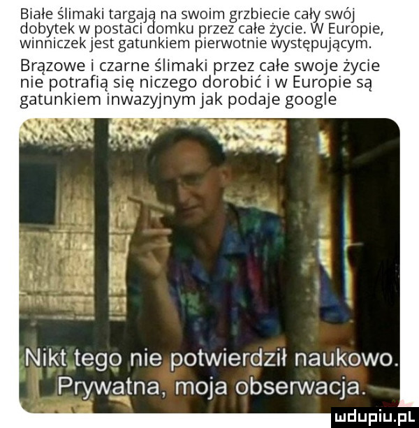 białe ślimaki targaja na swoim grzbiecie cały swój dobytek w postaci domku przez całe zycie. w europie winniczekjest gatunkiem pierwotnie występującym. brązowe i czarne ślimaki przez całe swoje życie nie potrafią się niczego dorobić i w europie są gatunkiem inwazyjnym jak podaje google nikt tego nie potwierdził naukowo. prywatna moja obserwacja
