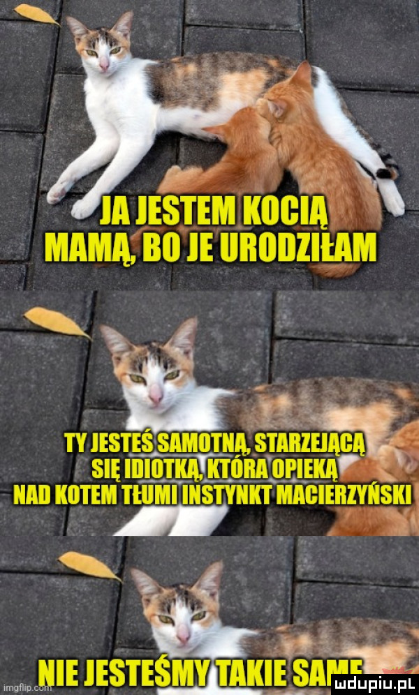 iaiestem imam mama an ie ununzluml tt jestes samiutka. siiiiizeiiigii się itiiiitkąh ibl llllll oj ieiiii illlll kotem ti iimi ikstykkt meieiiiyiisiii    mieiesteśmy taki siei fee elf