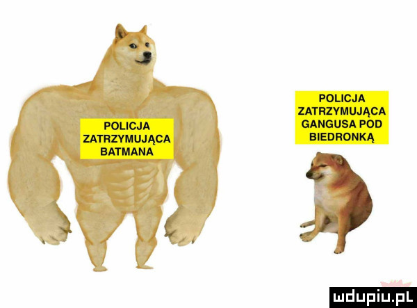 policja zatrzymująca batmana ł. policja zatrzymująca gangusa pod biedronka