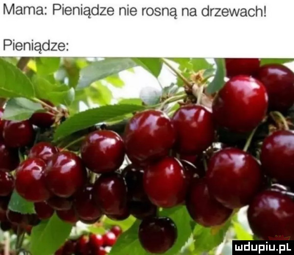 mama pieniądze nie rosną na drzewach pieniądze