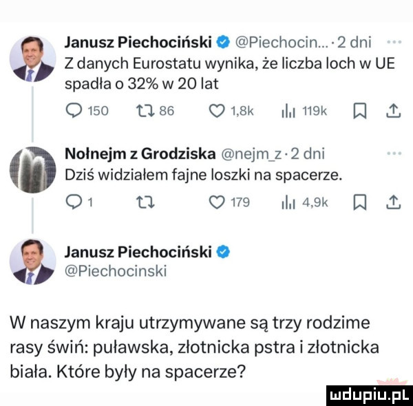 z danych eurostatu wynika że liczba loch w ue spadła o    w    lat      ube omsk    k q   nołnejm z grodziska nejmfz   dni dziś widziałem fajne ioszki na spacerze. oi tj      i    k d ł janusz piechociński o piechocin.   dni janusz piechociński o piechocinski w naszym kraju utrzymywane są trzy rodzime rasy świń puławska złotnicka pstra i złotnicka biała. które były na spacerze