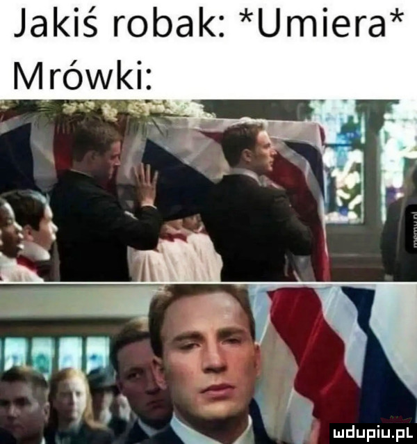 jakiś robak umiera mrowki