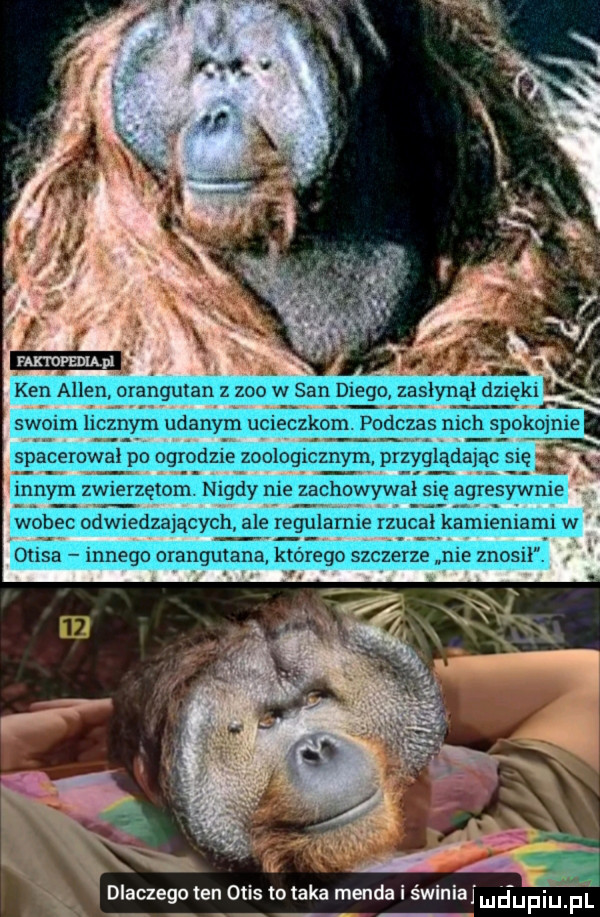 spacerowa po ogrodzie zoologicznym przyglaciając się innym zwierzętom nigdy nie zachowywał się agresywnie kannemam w dlaczego ten otis to taka menda i świnia mduplli. f