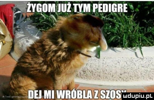 aguilulmrtnlanr r. x l