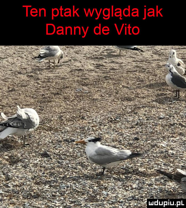 ten ptak wygląda jak danny de vito