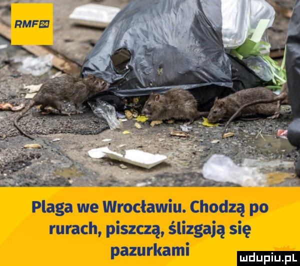plaga we wrocławiu. chodzą po rurach piszczą ślizgają się pazurkaml