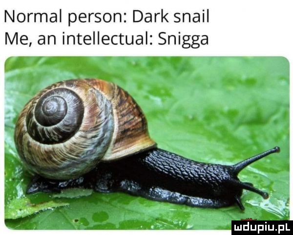 normal person dirk snail me an intellectual snigga