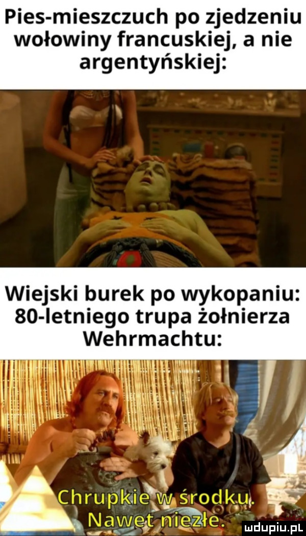 pies mieszczuch po zjedzeniu wołowiny francuskiej a nie argentyńskiej wiejski burek po wykopaniu    ietniego trupa żołnierza wehrmachtu