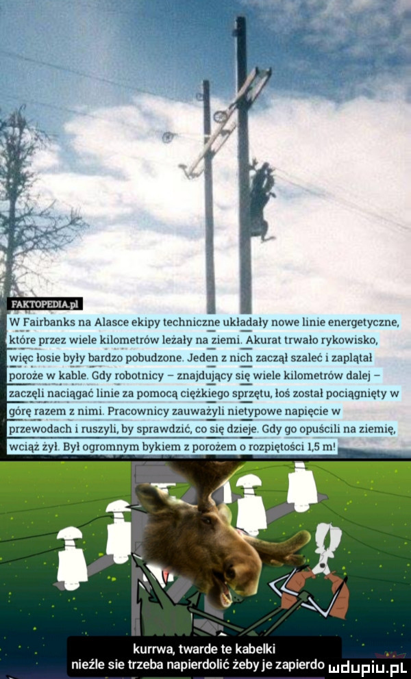 faktdfedlapl w fairbanks na alasce ekipy lechmczne ukladzly nowe lale enerqelyczne kjure przez wiele kllomelmw lezaly na ziemi akurat trwalo yknwlsko w ec mm byly bardzo pobudzone jeden z mch zaczal szalec l zapląlal slide w kable cny mbolmcy znaldlhący się mele kllumelmw dale zaczell naeląqac lome za pomoca clęzkl ego sar zem los zoslal poclągmęly w gule azem z mm pracownicy zauwaz yll metylowe naplęcle w pozew udach. mszyh by sprawdzlc cu dmie gdy go upuscm na zlemle wcląz zyl byl ogromnym bykiem z parobem o razplglascn ls m kurowa twarde le kabelki nieźle sie trzeba napierd żehyje zapierdo udupiu pl