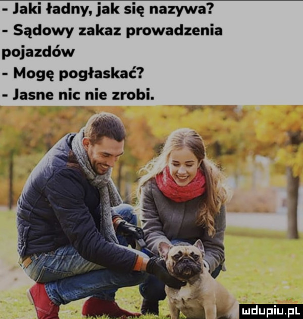 laki ładny jak się nazywa sądowy zakaz prowadzenia pojazdów mogę pogłaskać jasne nic nie zrobi
