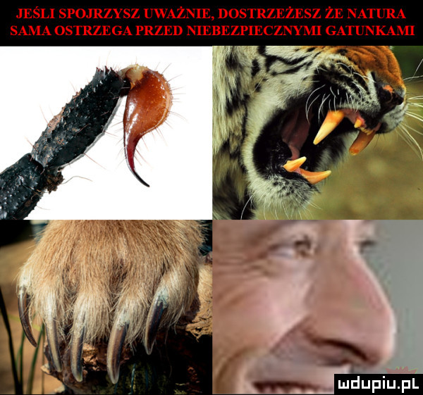 l a qupﬁuﬁl