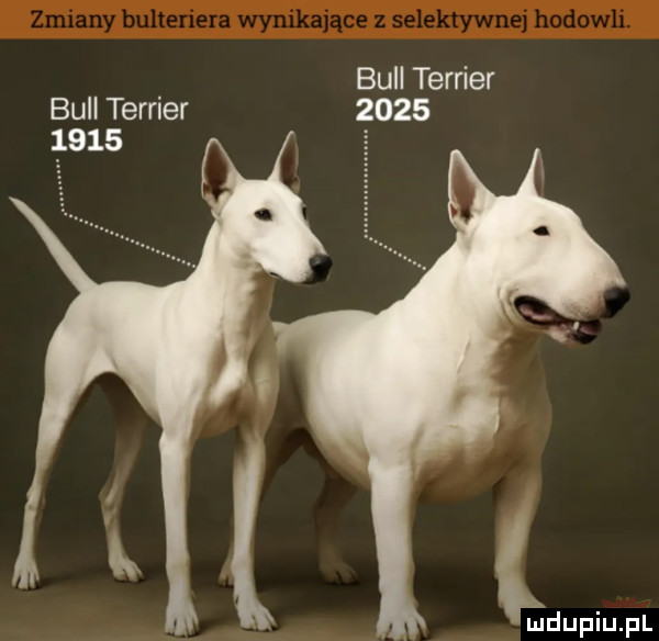 bell terrier bell terrier            l