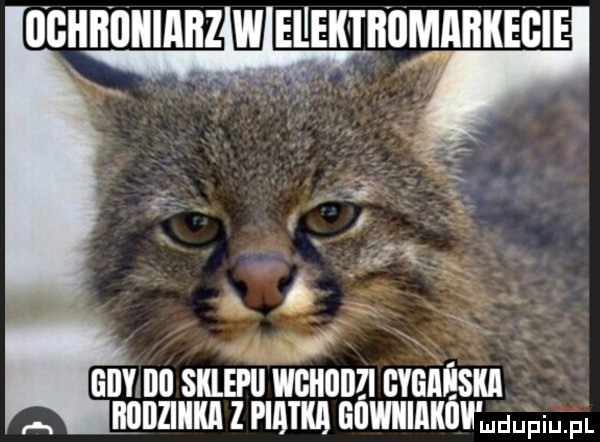 o ghbąuiiiabz w edek tbomabkegie r n. my ibl sklepu wchodzi mech iiililziiiiia z pink guwiiiakiii ndupqul