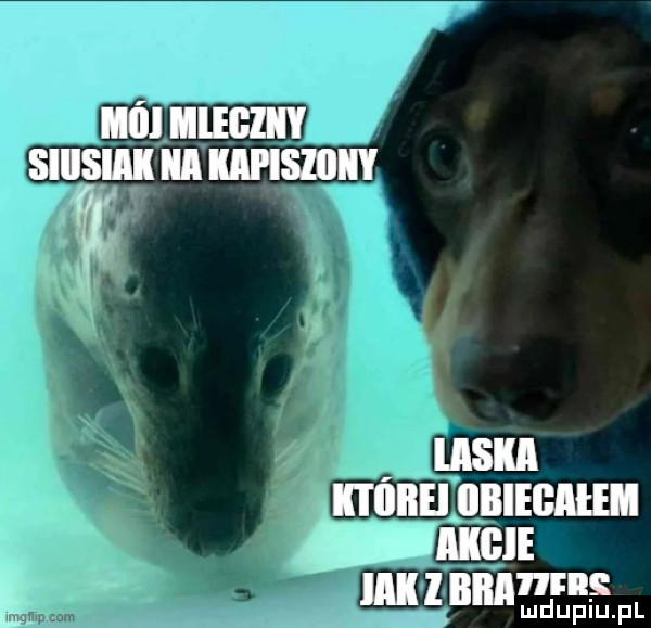 bum s mduplu pl
