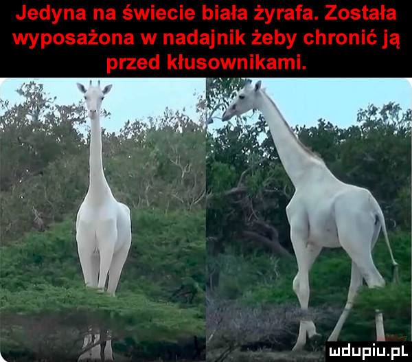 p l