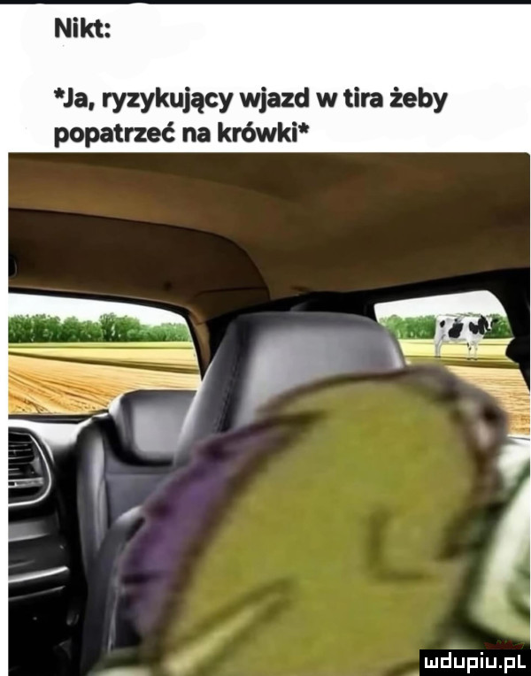 nikt ja. ryzykujący wjazd w tira żeby popatrzeć na krówki