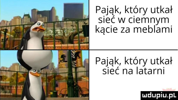 pająk który utkał sieć w ciemnym kącie za meblami ll pająk który utkał sieć na latarni ludu iu. l