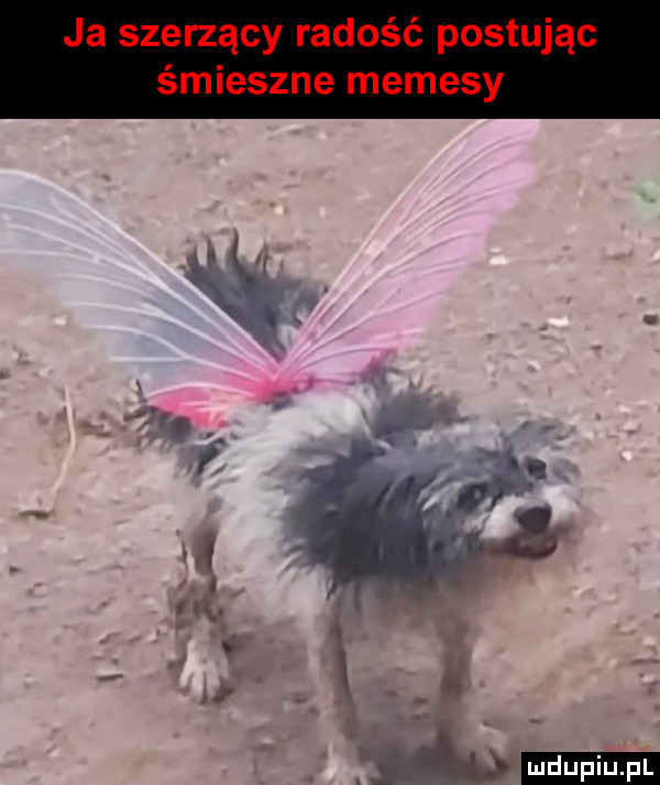 upiu pl