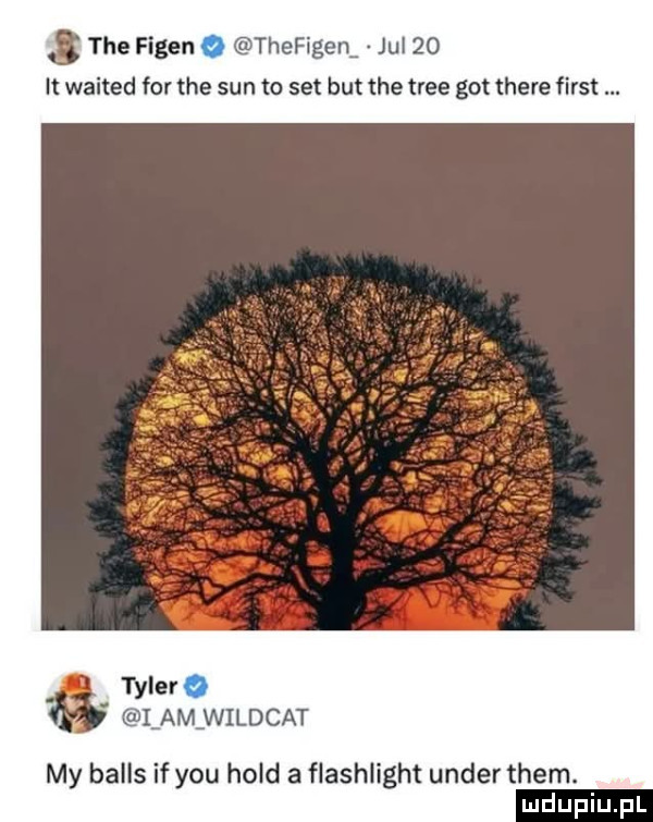 tee figen thefigen jul    it waited for tee sun to set but tee trze got thebe fiest tyler lamfwildcat my balas if y-u hold a flashlight unger them