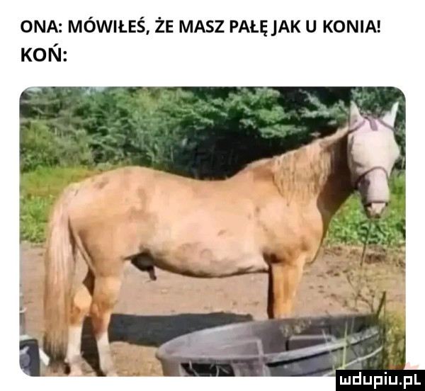 ona mówiłeś że masz pałęjak u konia koni indupiupl